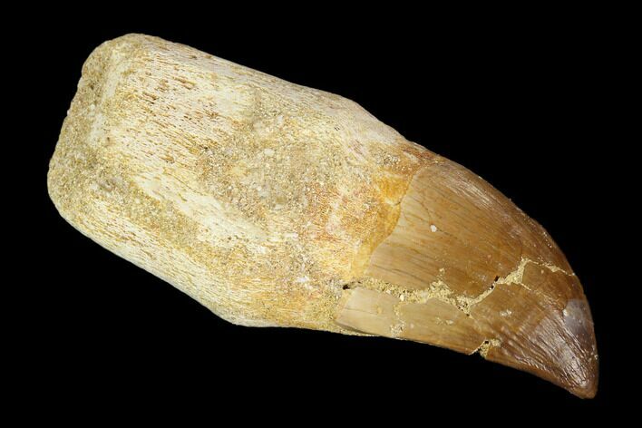 Fossil Rooted Mosasaur (Prognathodon) Tooth - Morocco #116892